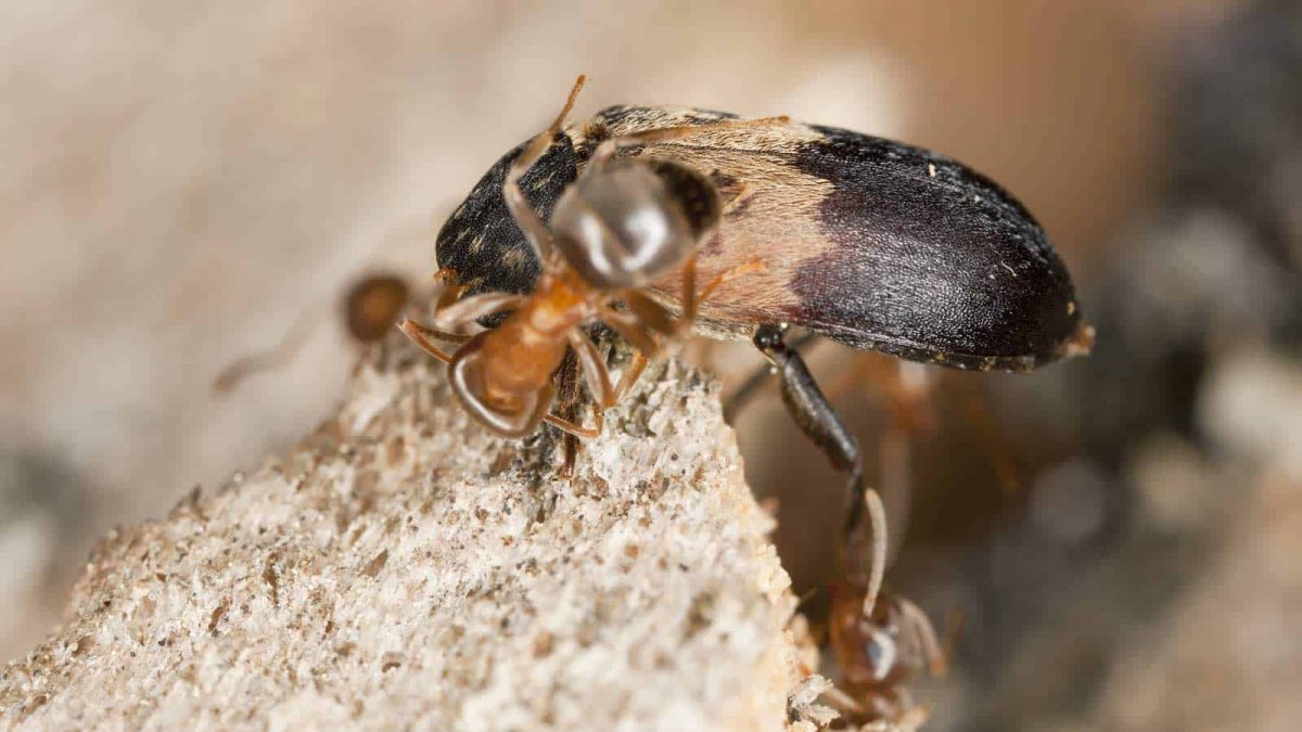 Монтажная пена кожеед