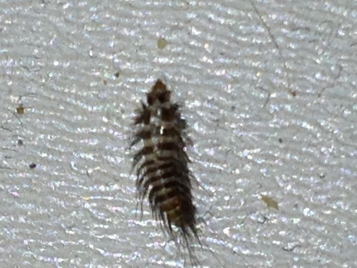 Жук кожеед Anthrenus