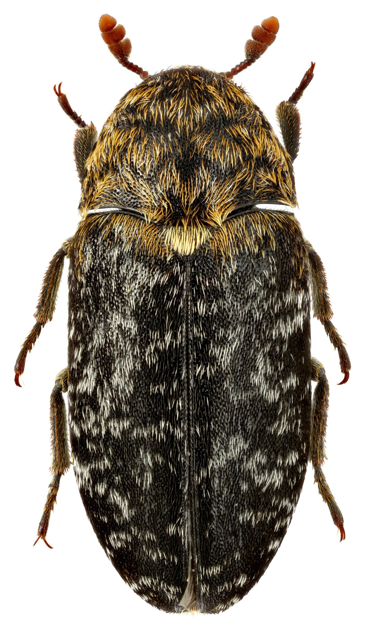 Жуки кожееды Dermestes Lardarius