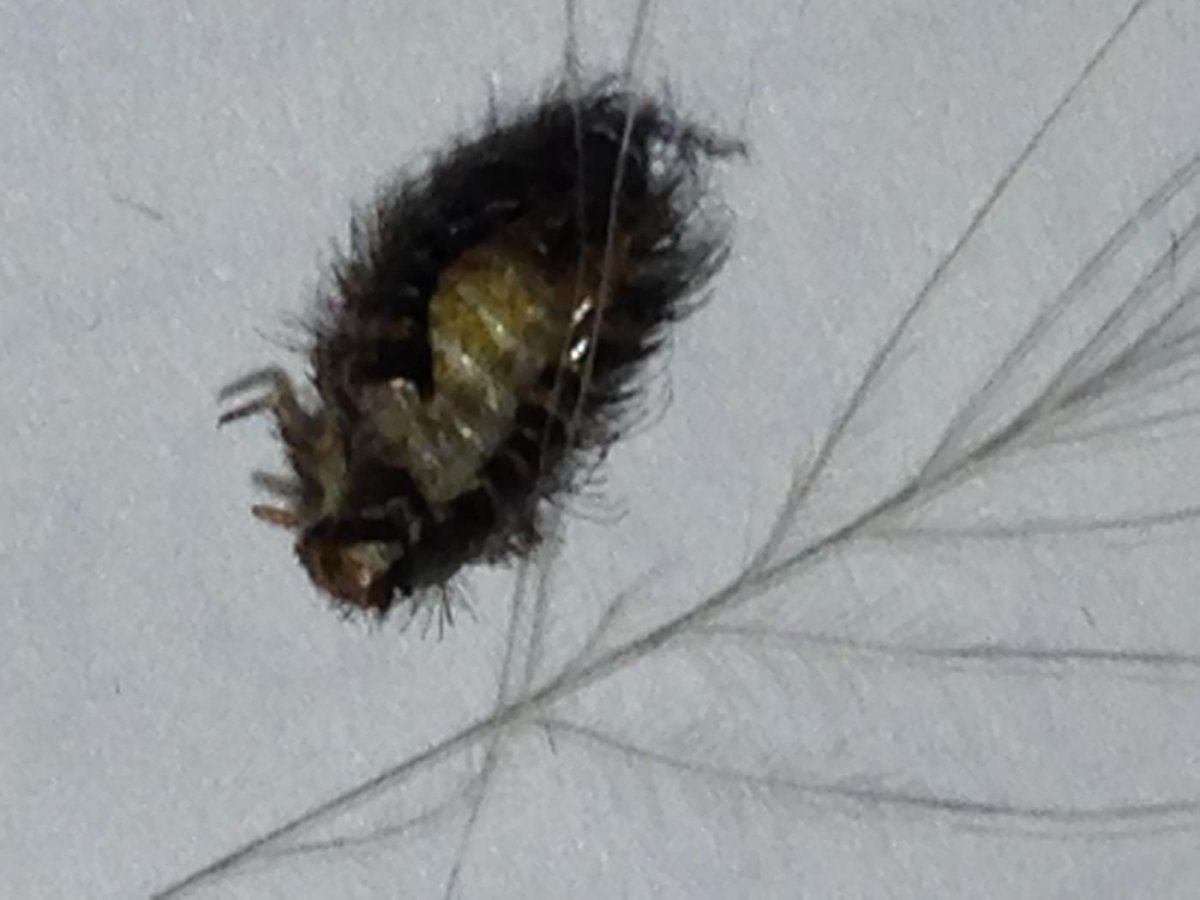 Жук кожеед в квартире черный