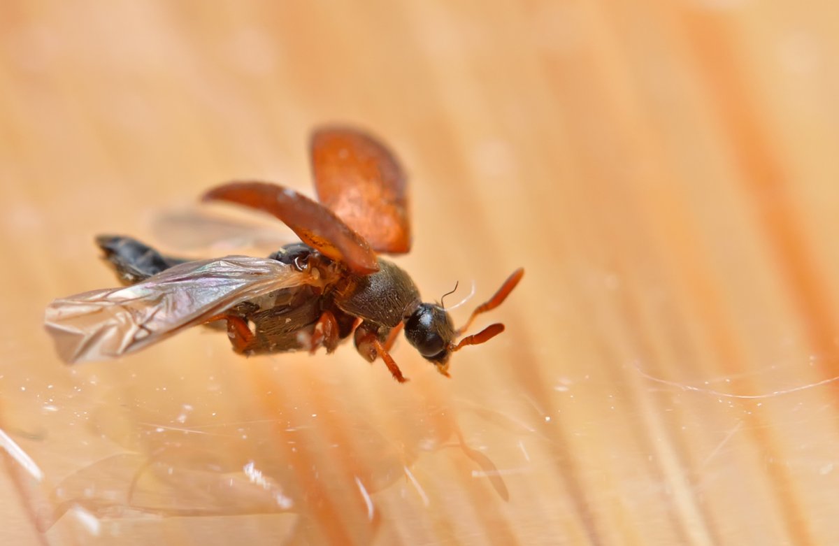 Жук кожеед Смирнова