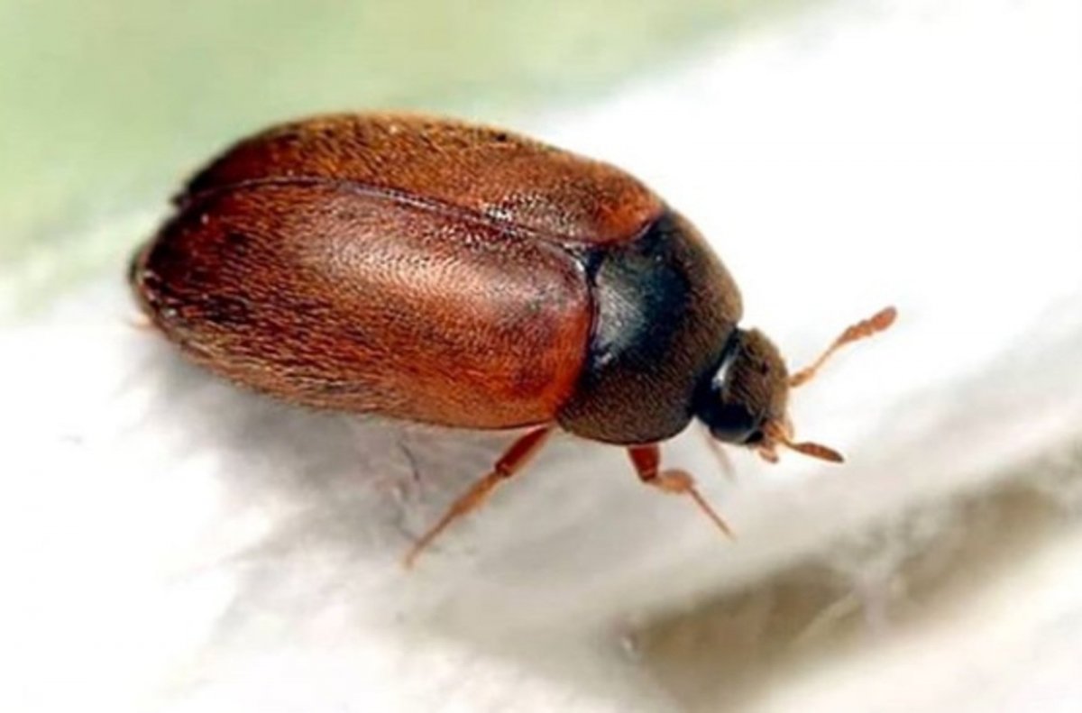 Ветчинный кожеед