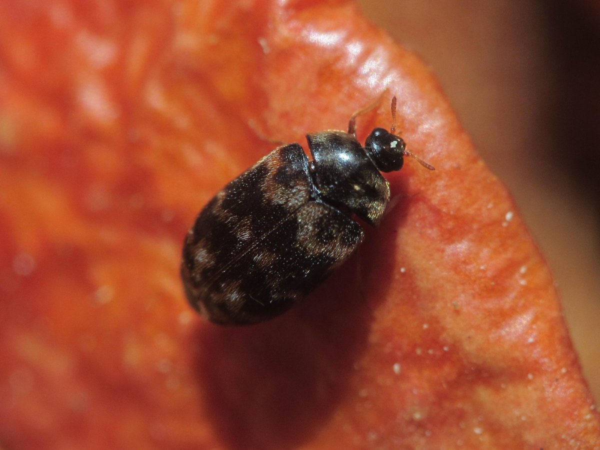 Пестрый кожеед Anthrenus picturatus