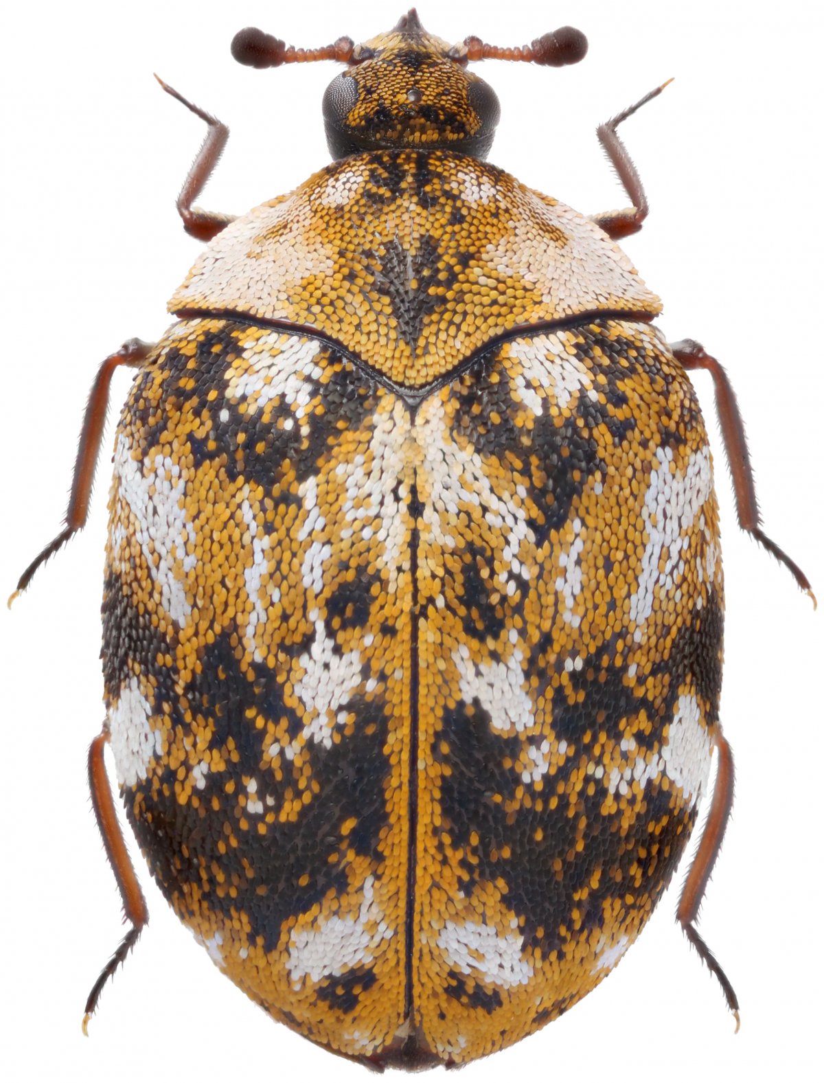 Жук кожеед маленький