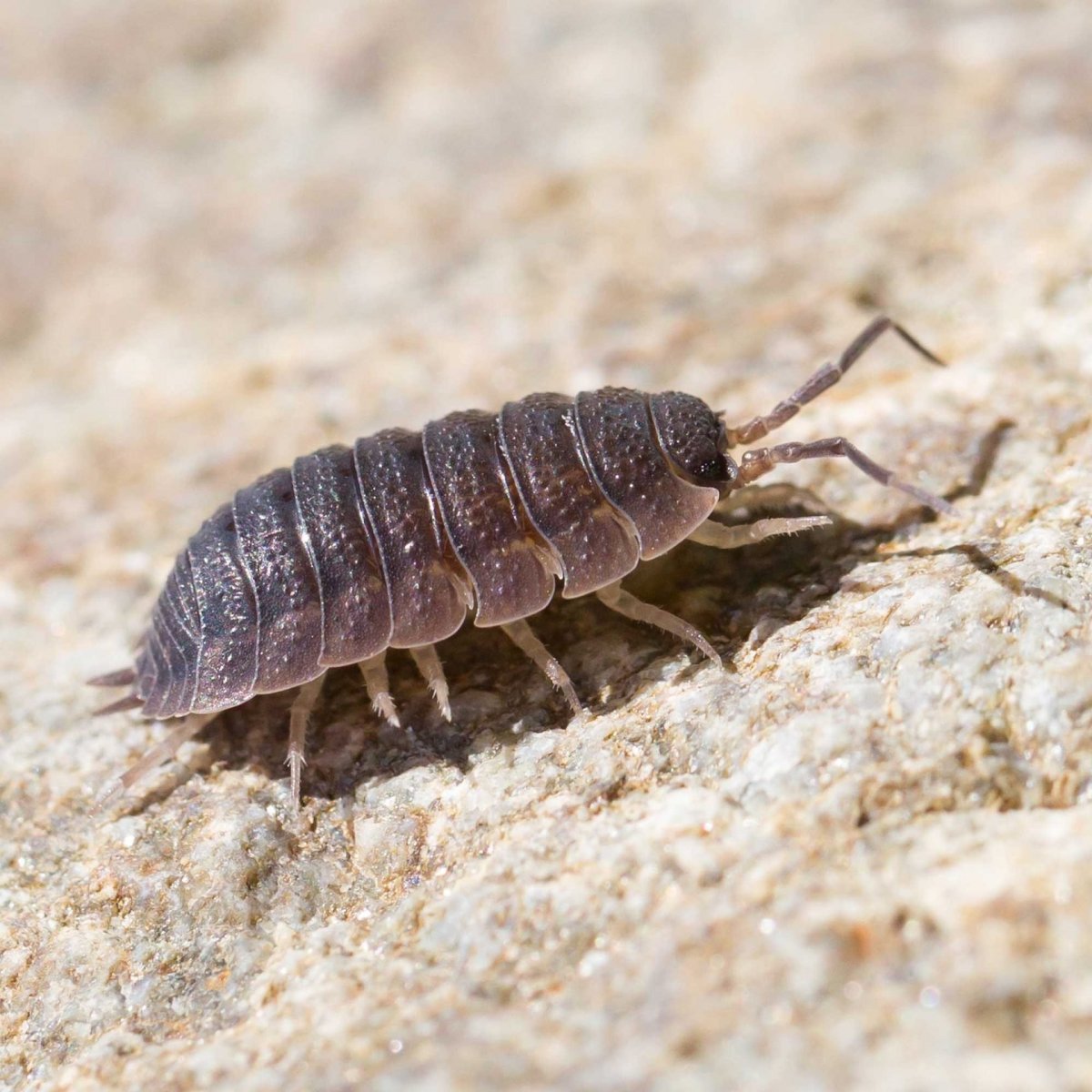 Мокрица Жук