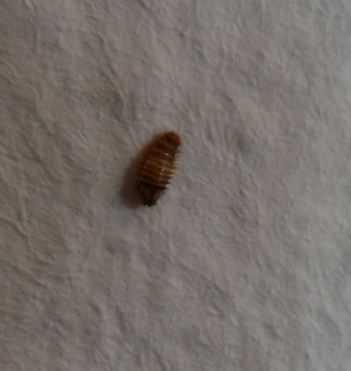 Гнездо жука кожееда