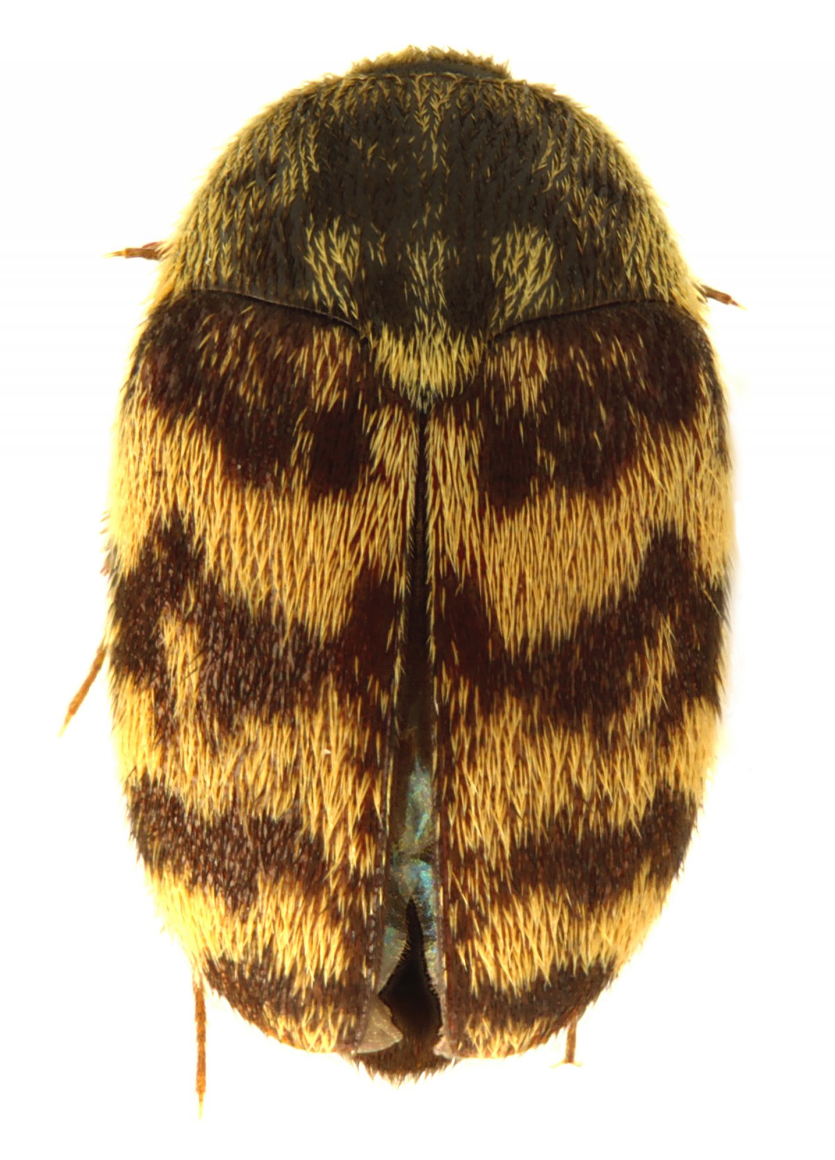 Музейный Жук