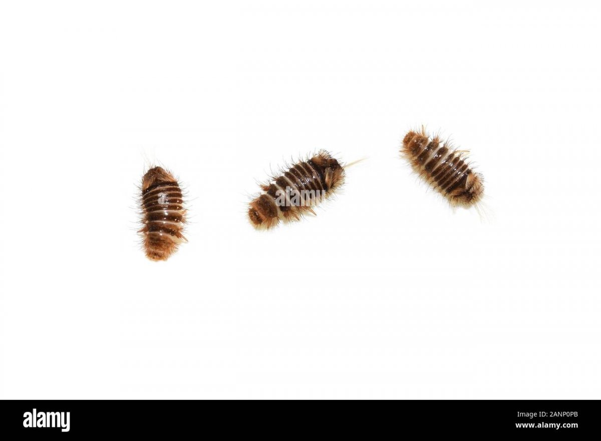 Жук антренус куколка