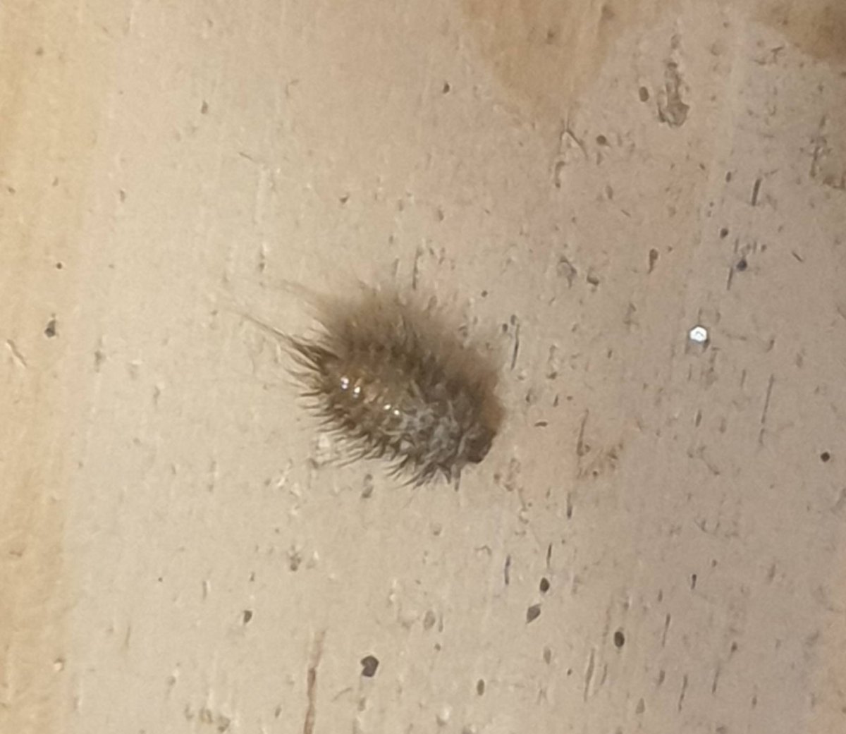 Жук кожеед ветчинный