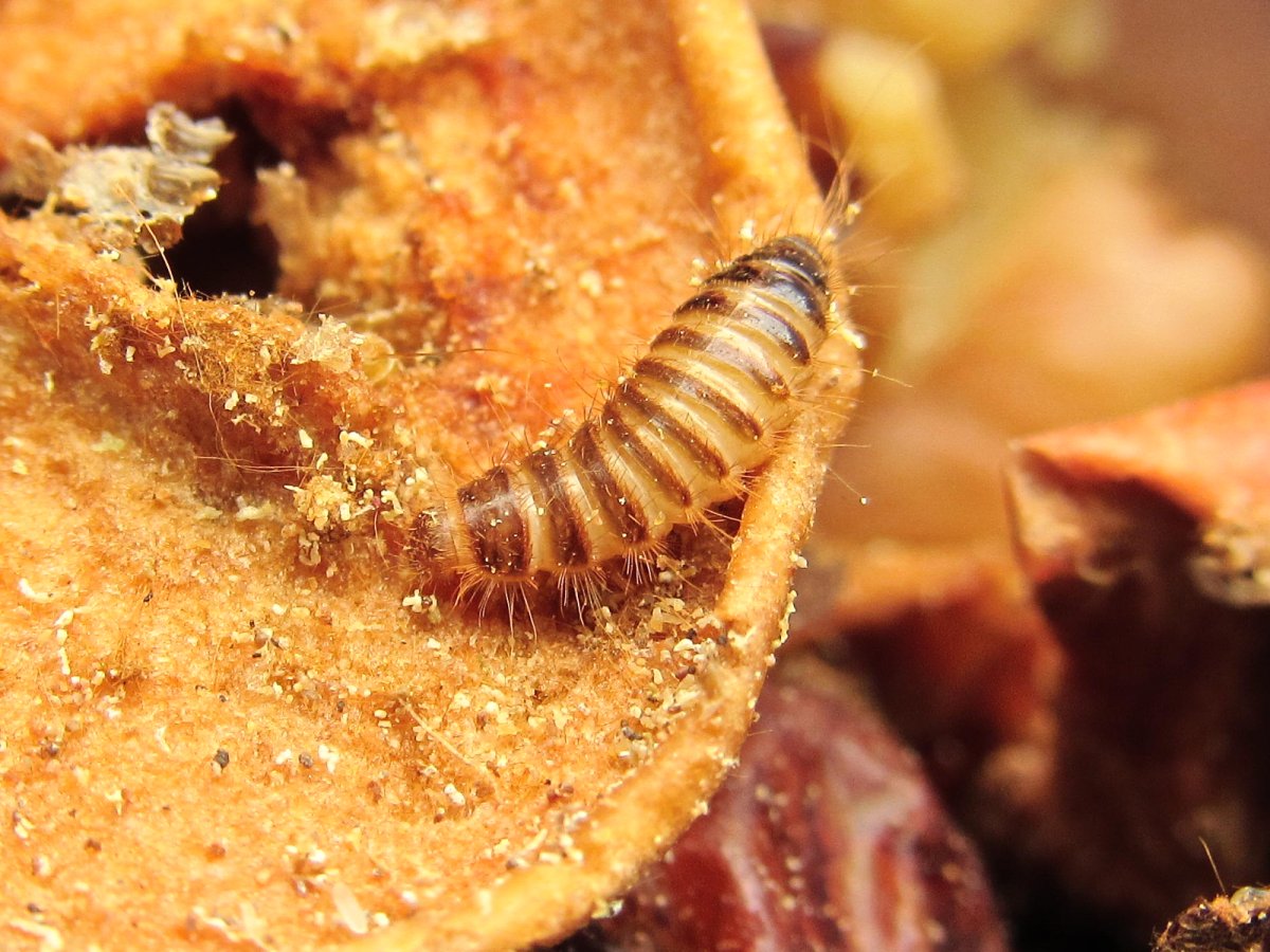 Жук кожеед черный