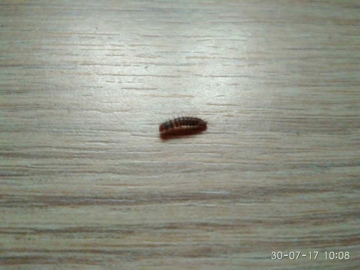 Ковровый Жук кожеед личинка