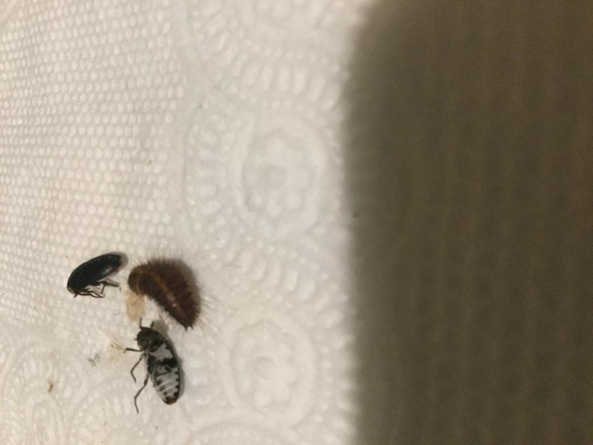 Жук кожеед ветчинный