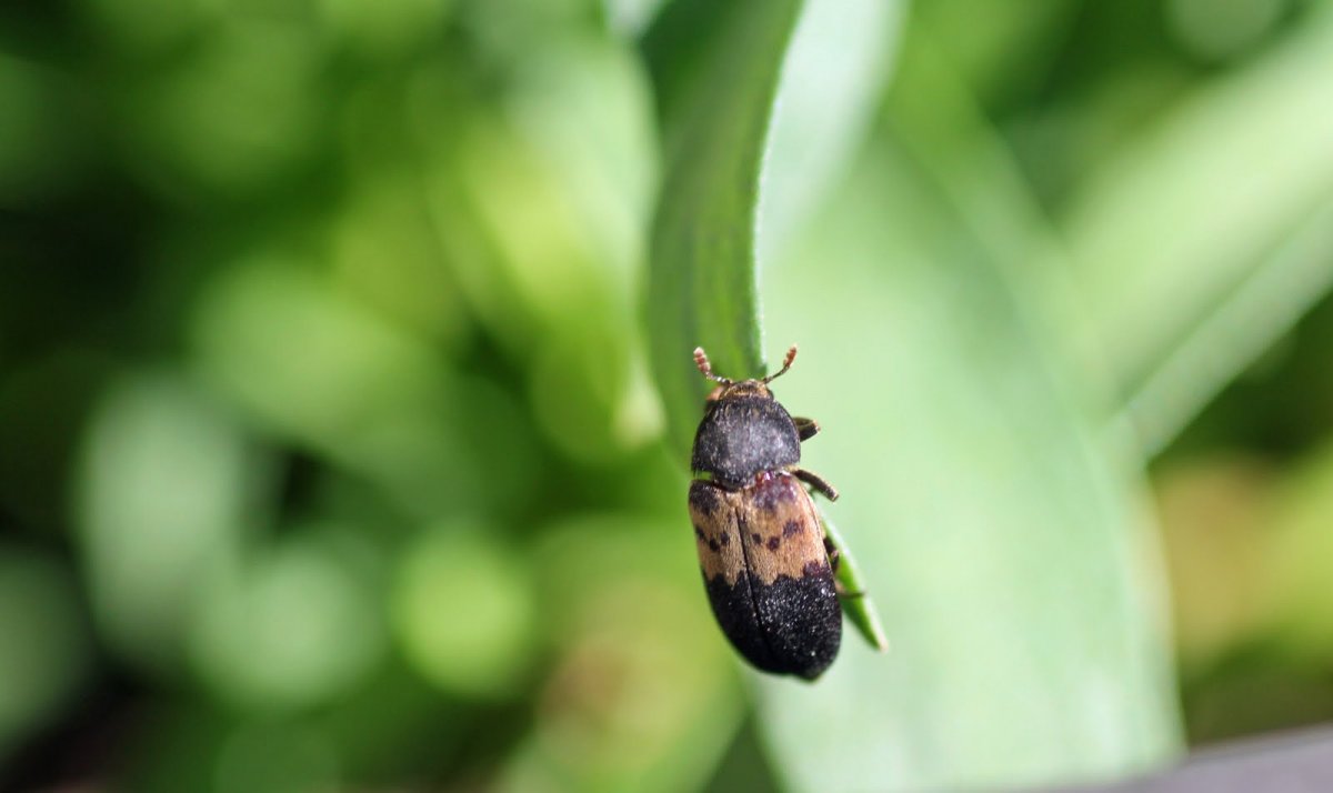 Ковровый Жук кожеед личинка