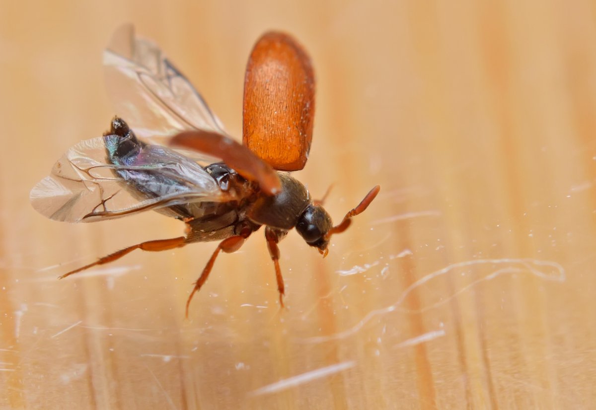 Точильщики, Притворяшки, кожееды.