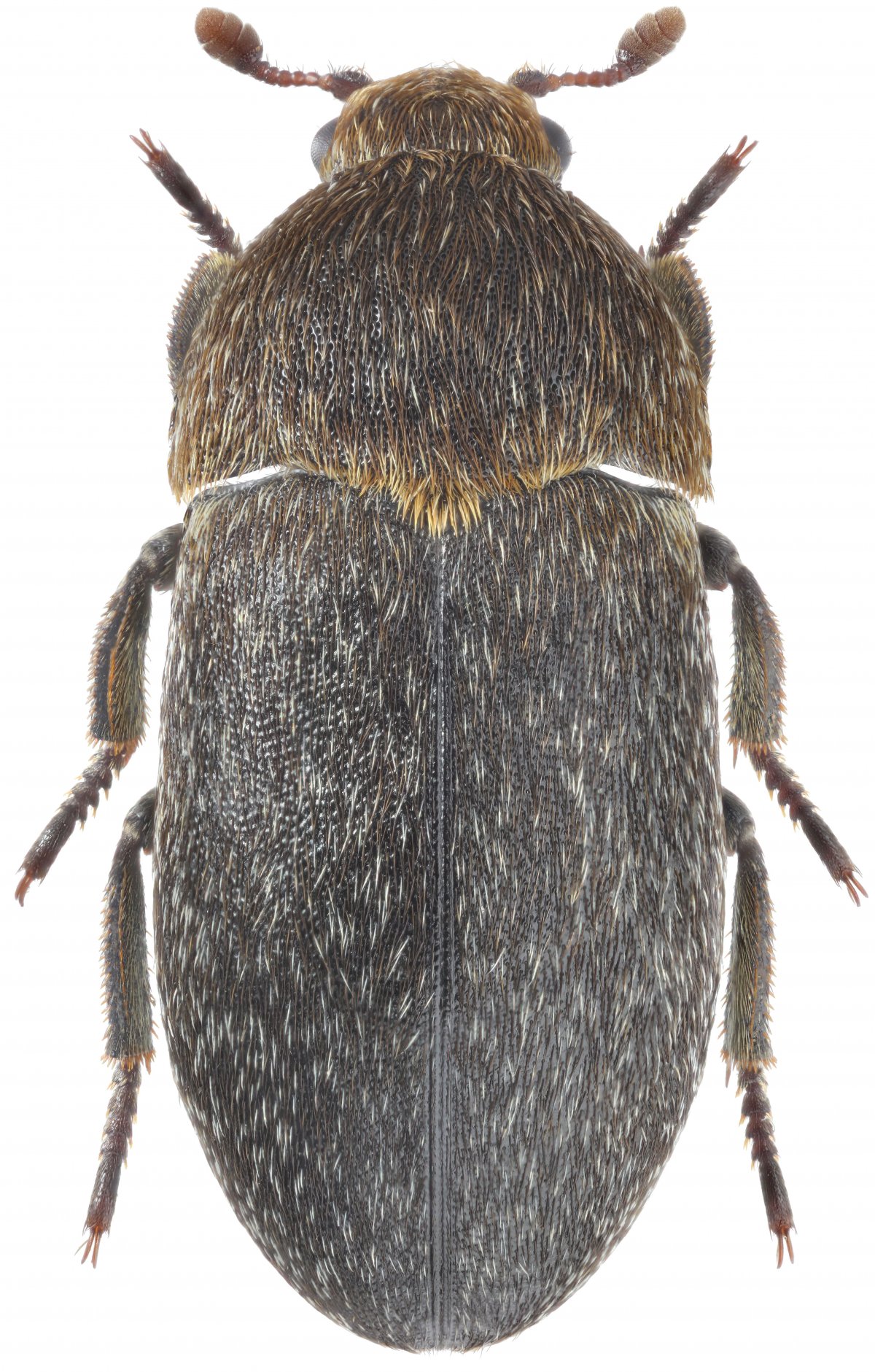 Пестрый кожеед Anthrenus picturatus