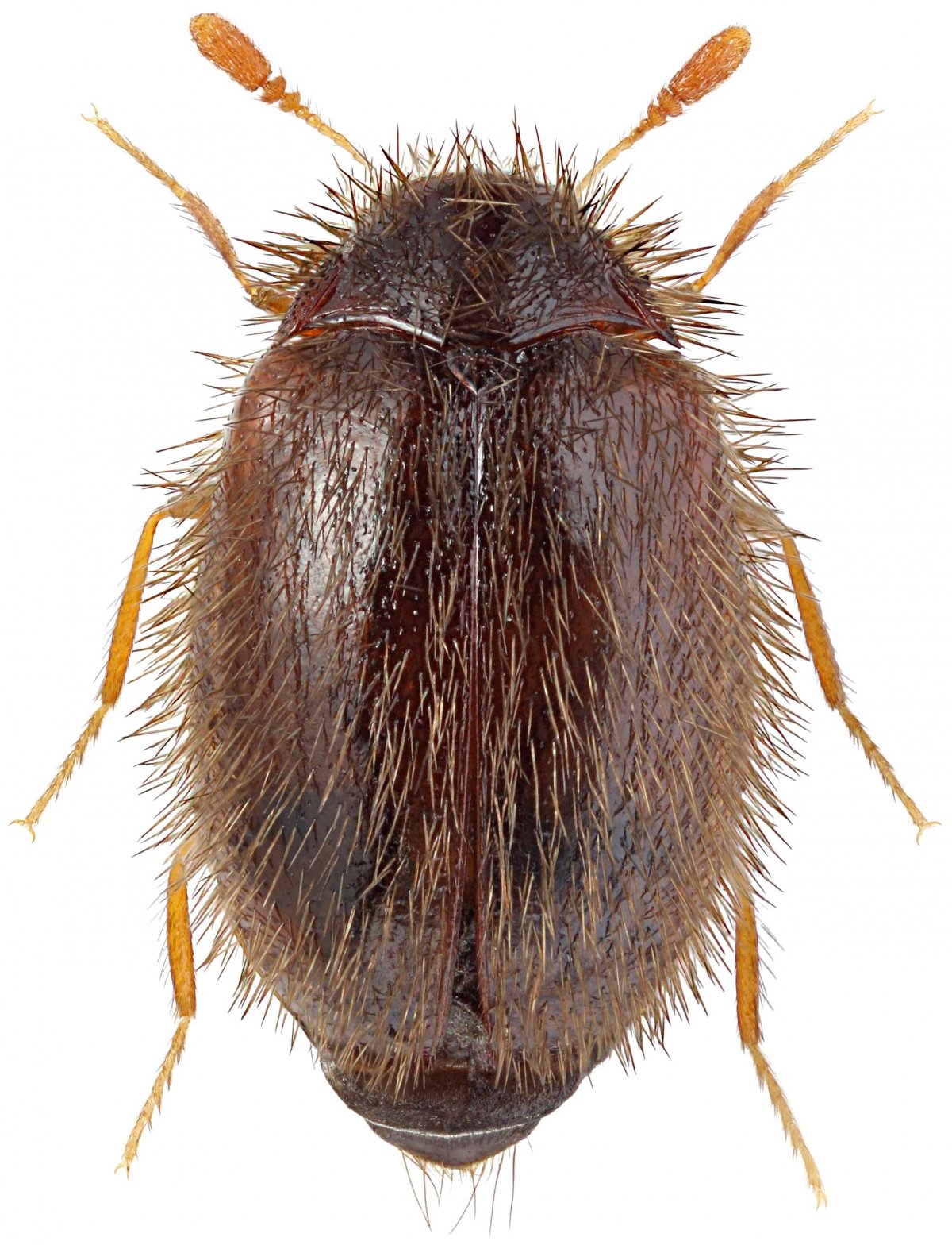 Ковровый Жук кожеед личинка