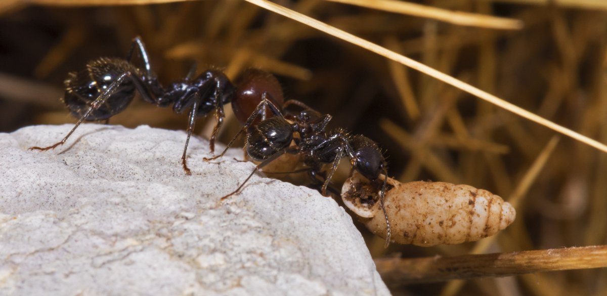 Messor capitatus солдат