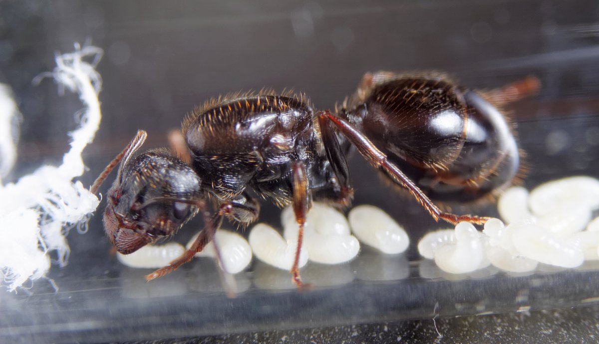 Messor structor муравей-Жнец