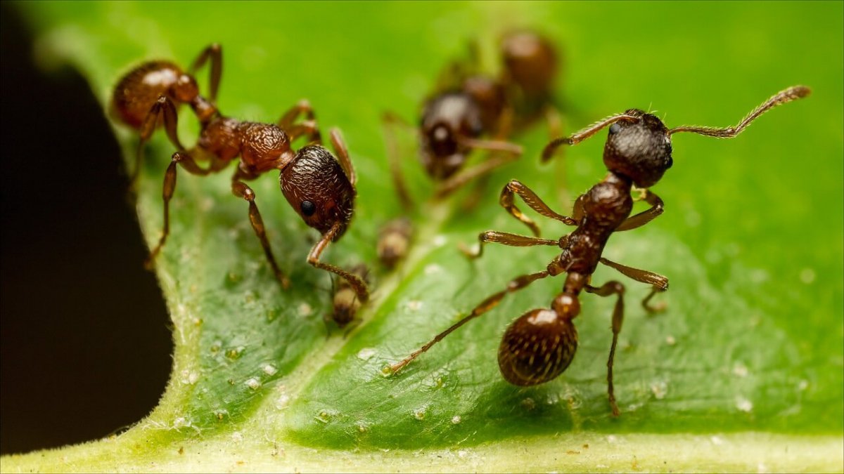 Муравьи обычные