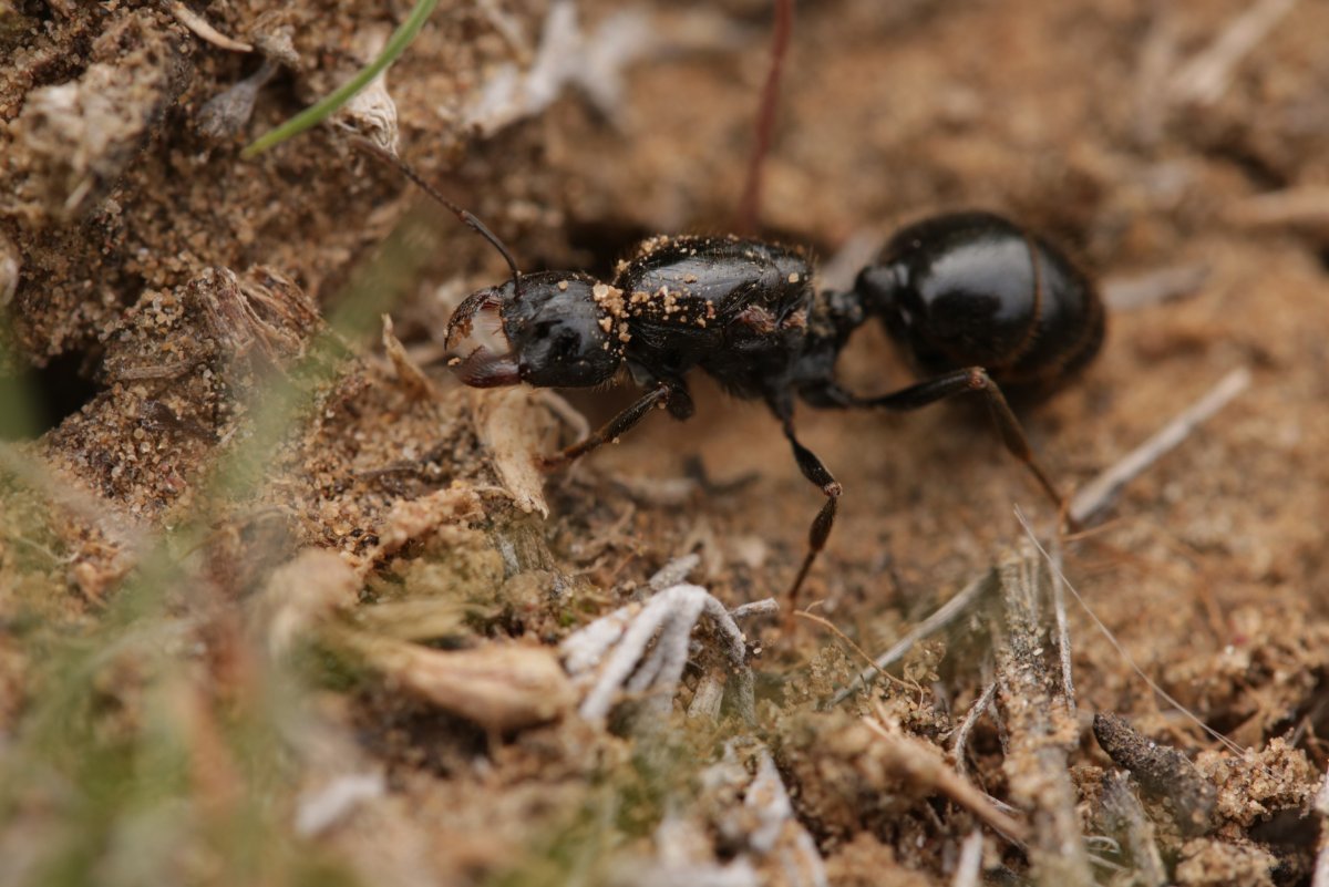 Муравьи жнецы