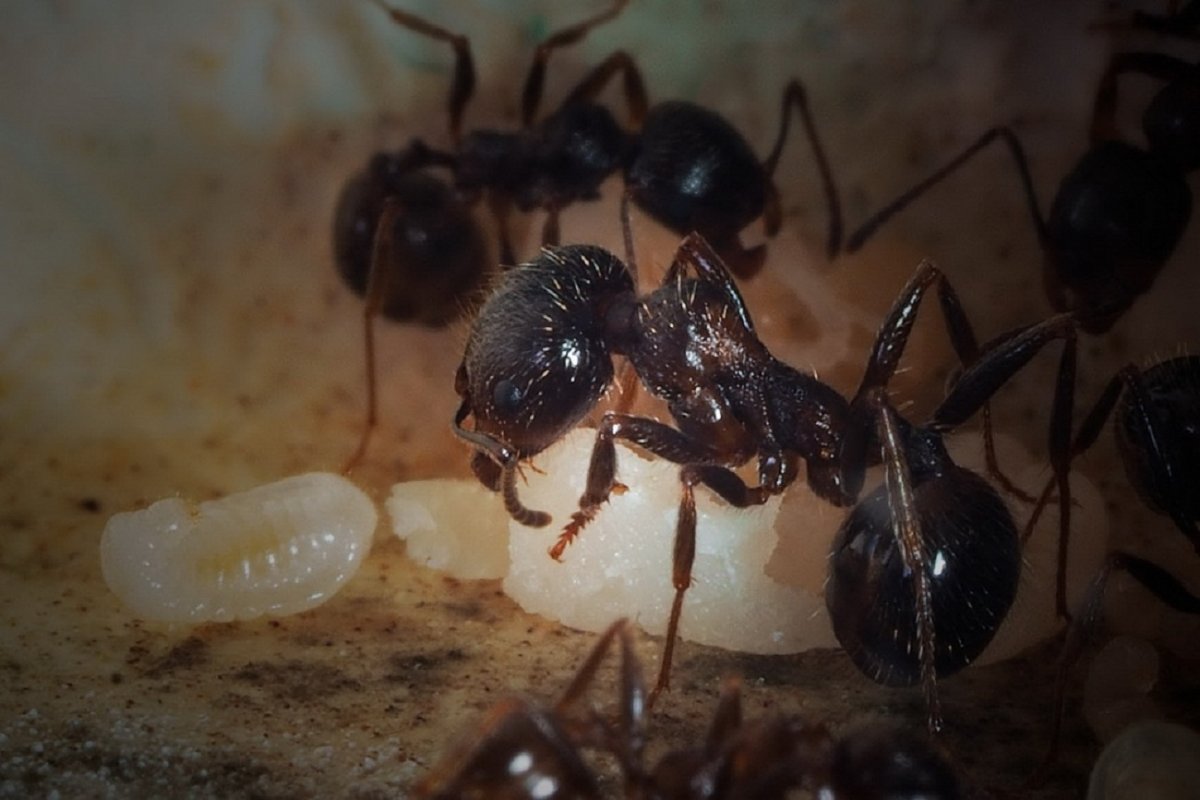 Messor structor Муравейник