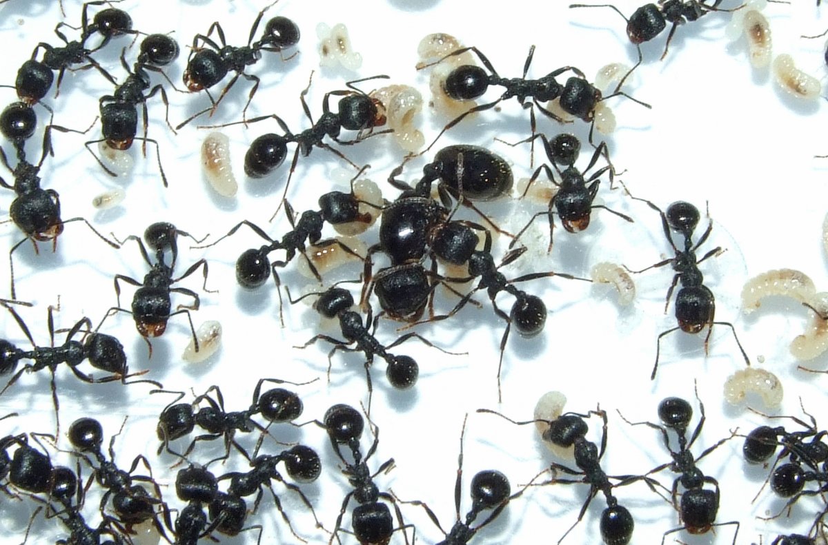 Муравьи-жнецы Messor structor матка+30