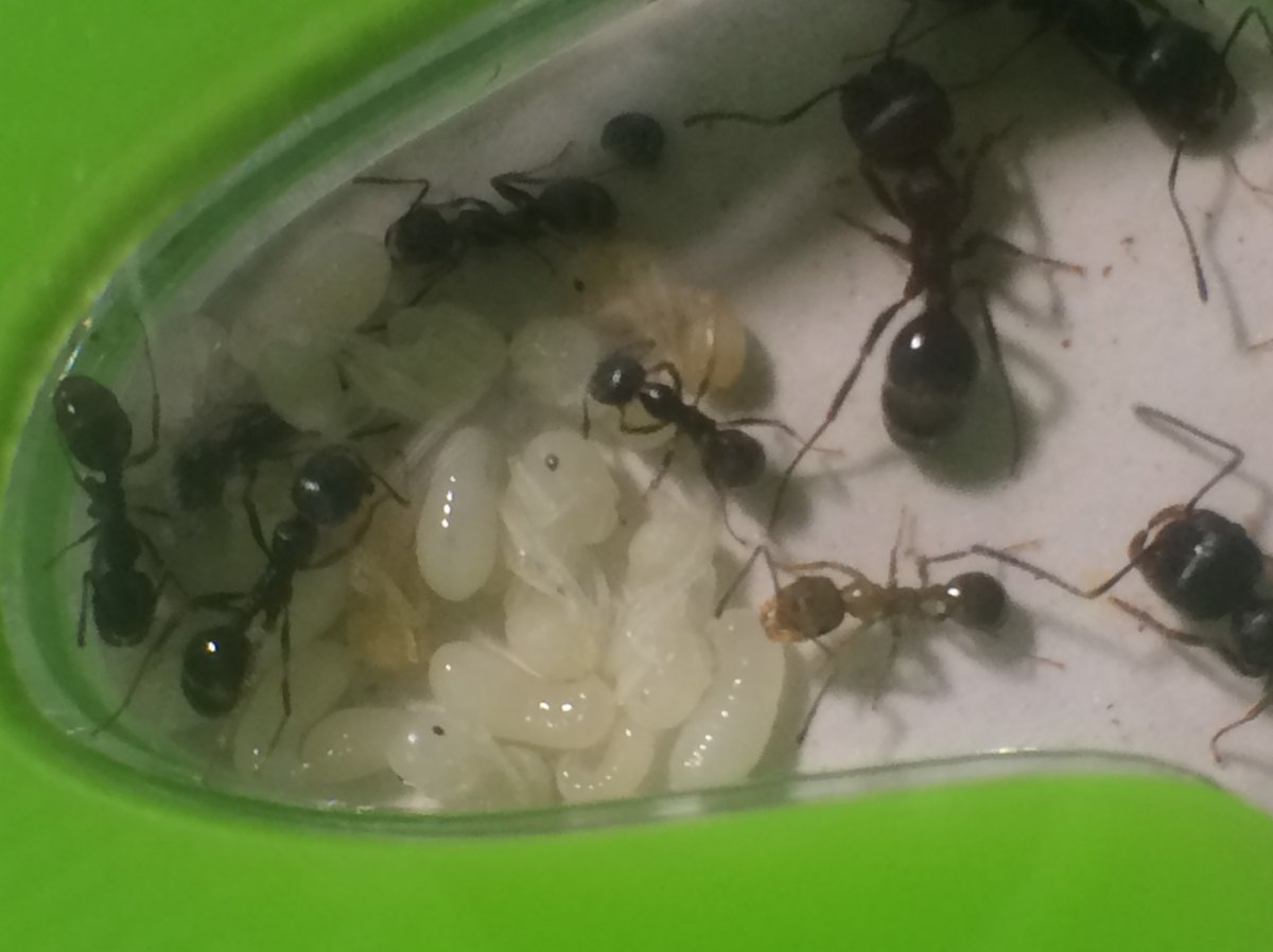 Муравьи жнецы в формикарии