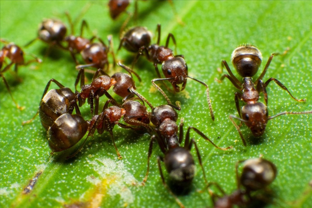 Китайский муравей