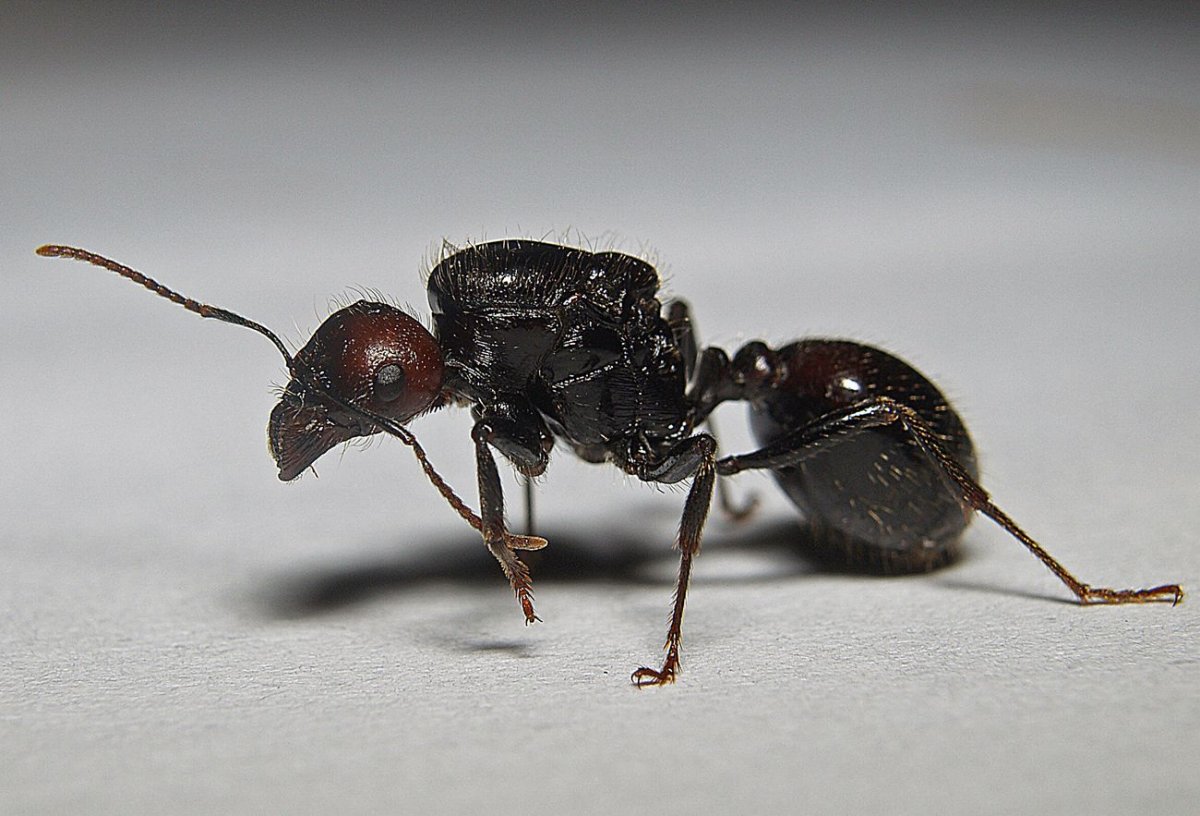 Красноголовый муравей Жнец