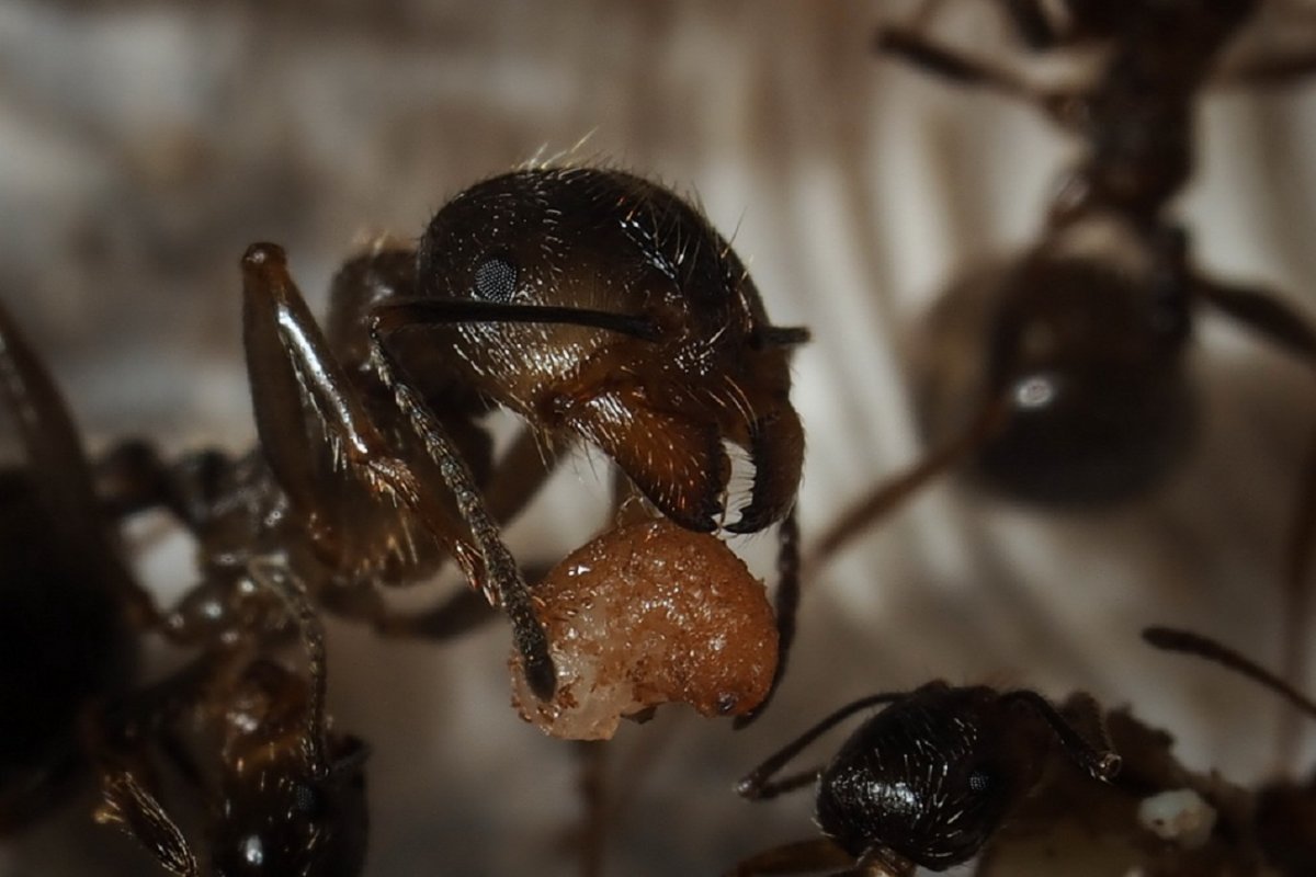 Муравейник Королева муравьев