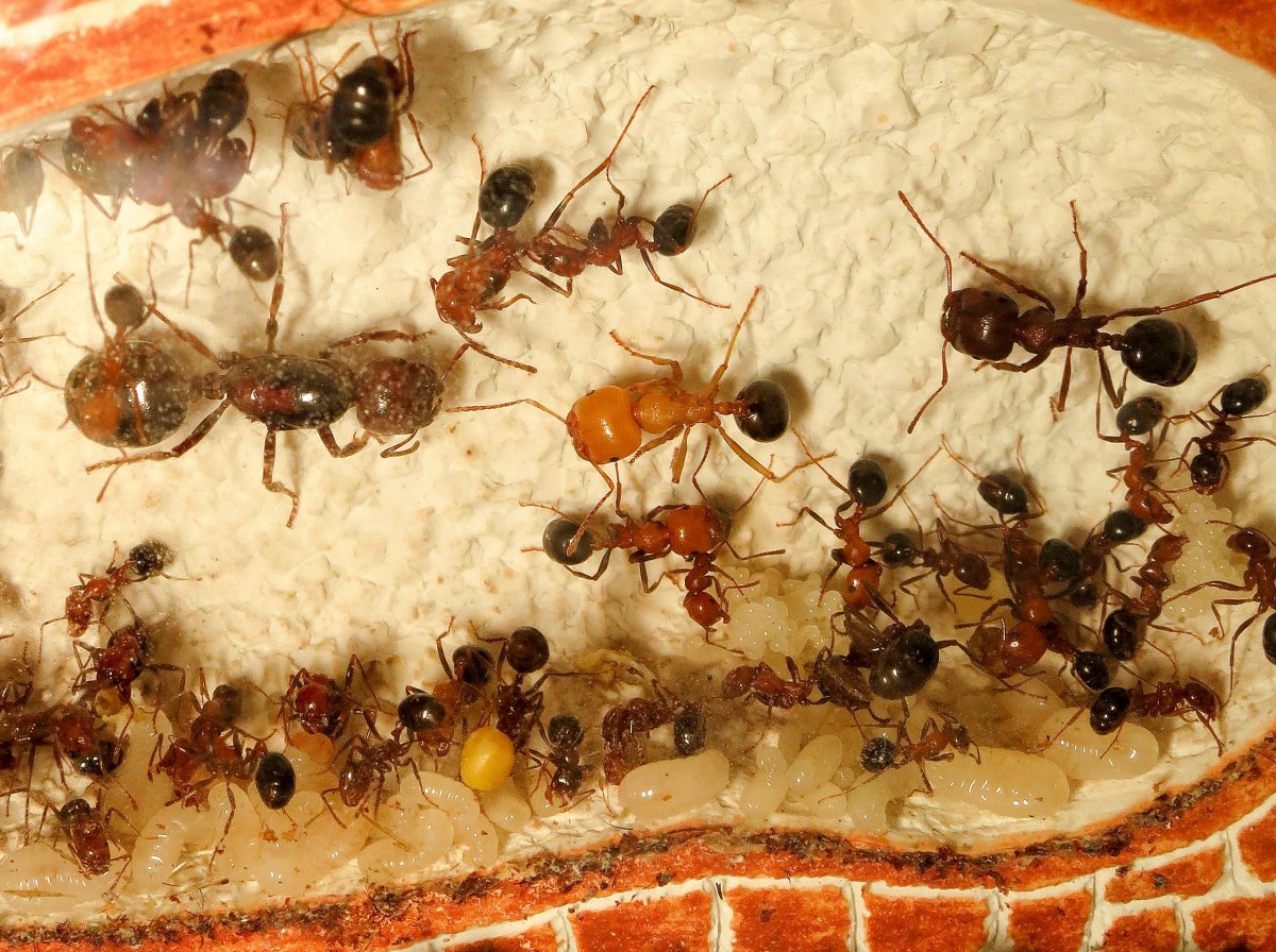 Мессор Египтикус