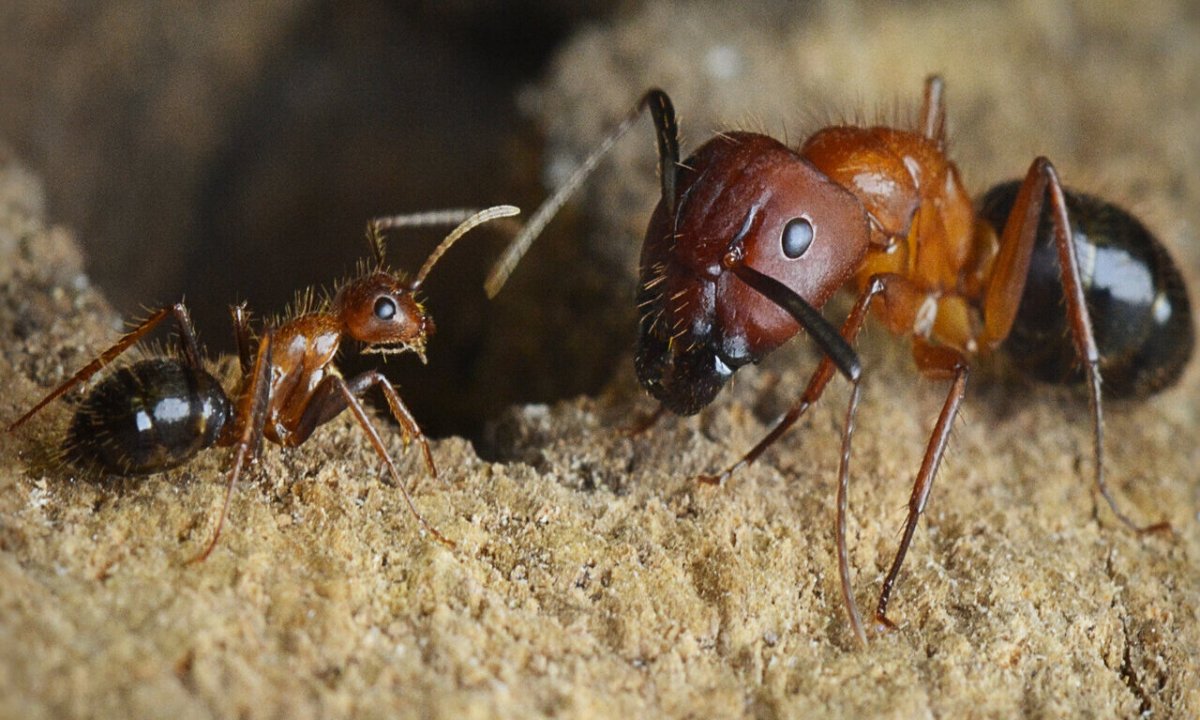 Муравьи фуражиры