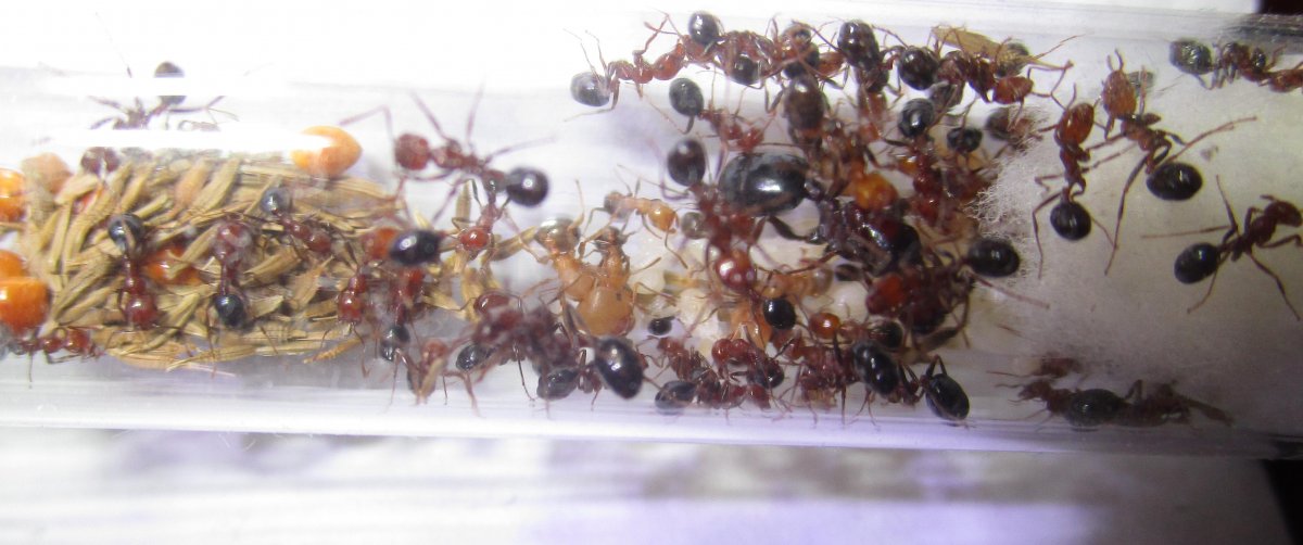 Messor kasakorum матка