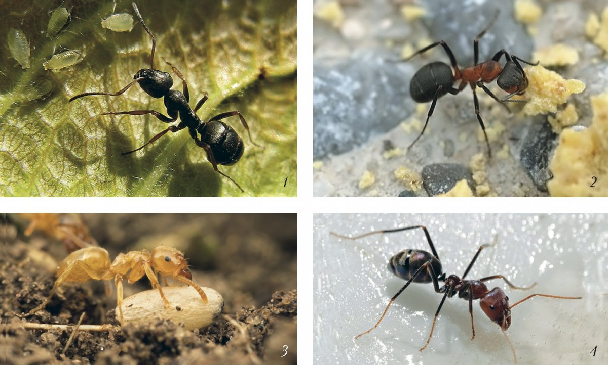 Муравей Лесной и садовый