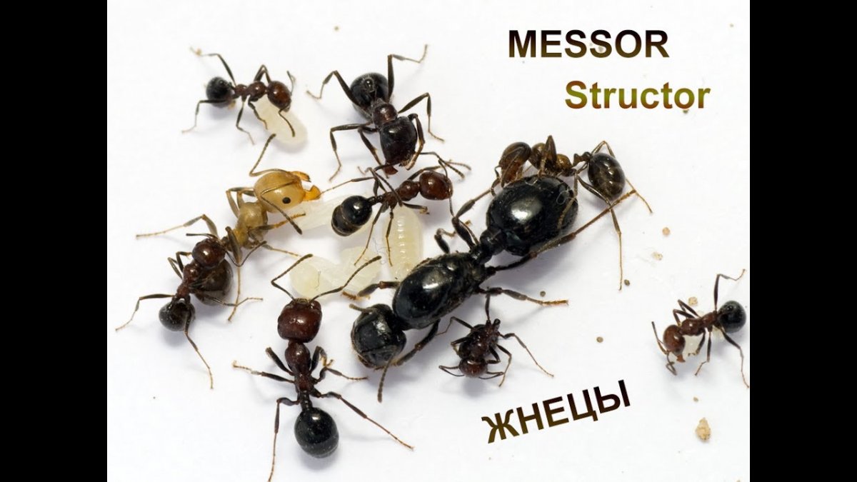 Messor structor муравей-Жнец