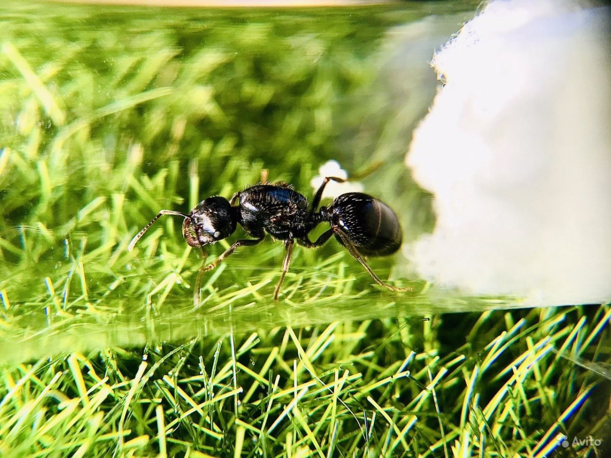 Степной муравей-Жнец