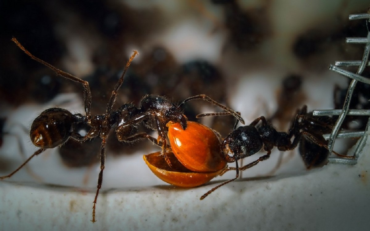 Муравьи жнецы Муравейник