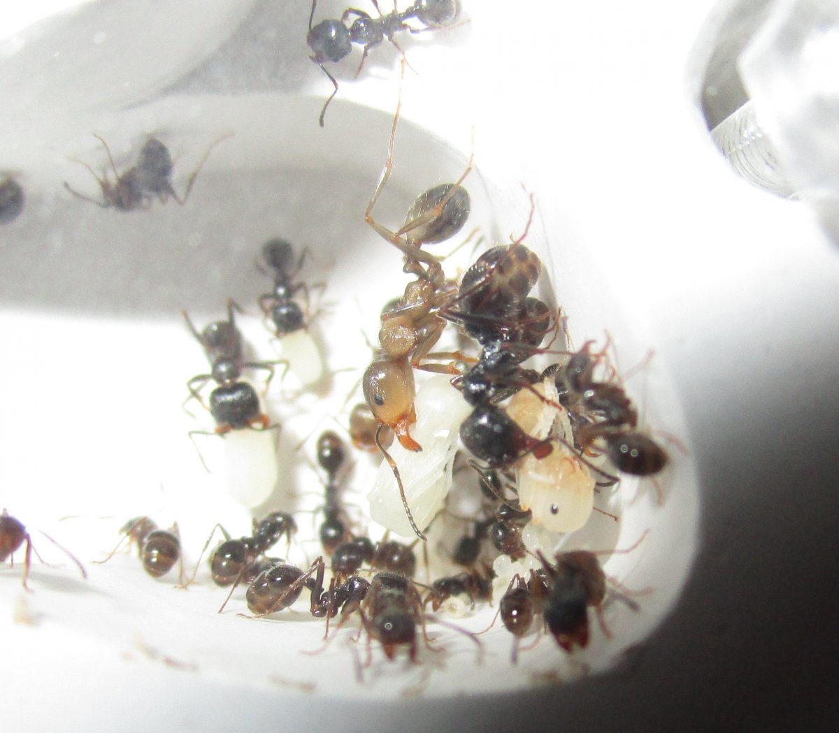 Матка муравья жнеца в инкубаторе
