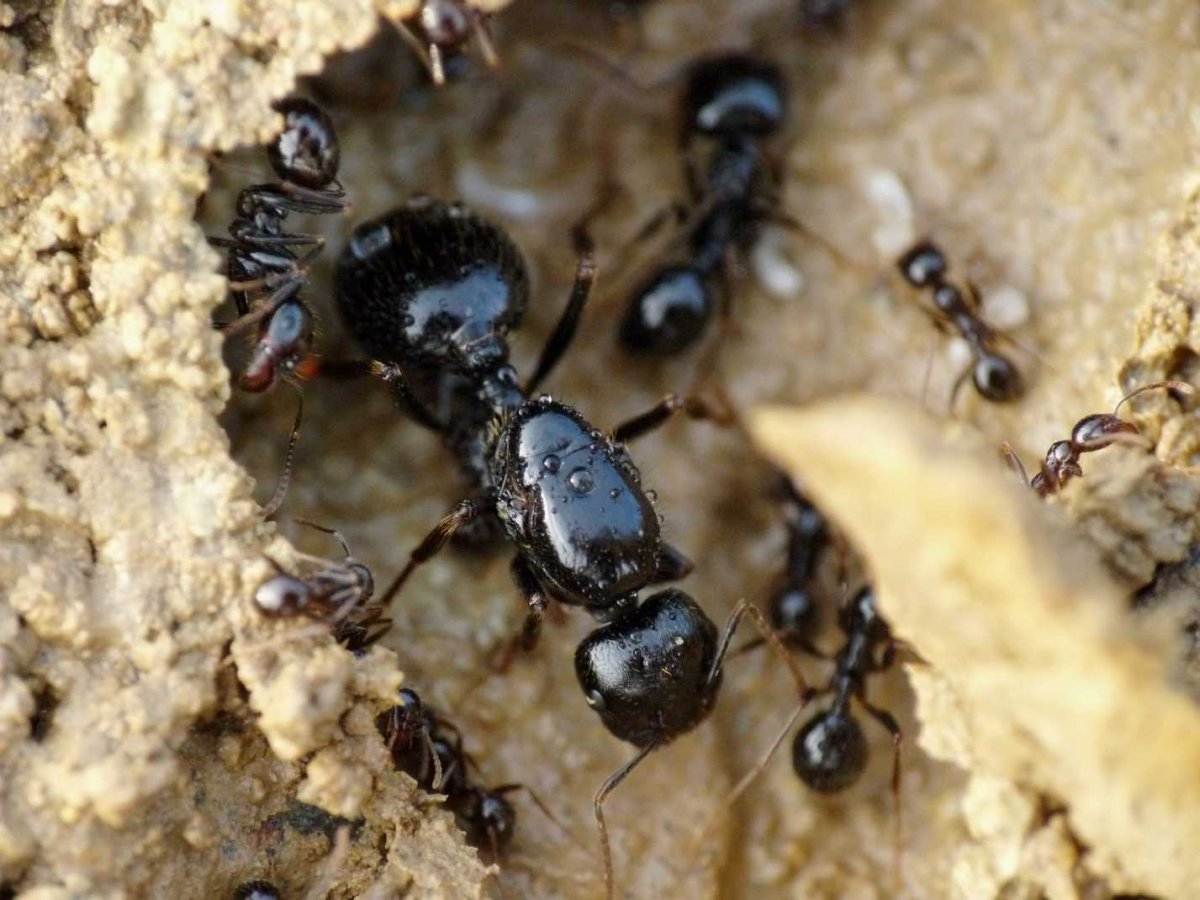 Messor structor солдат