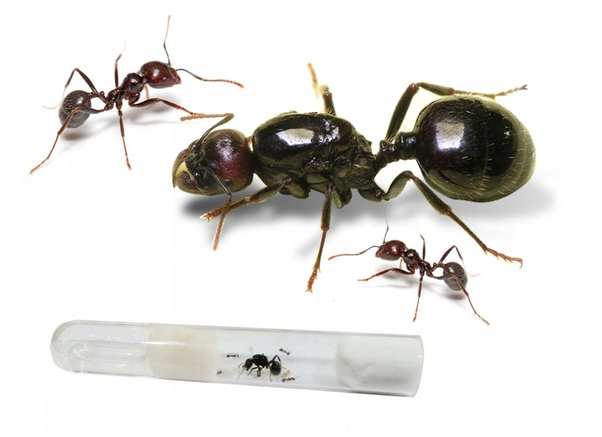 Messor barbarus солдат