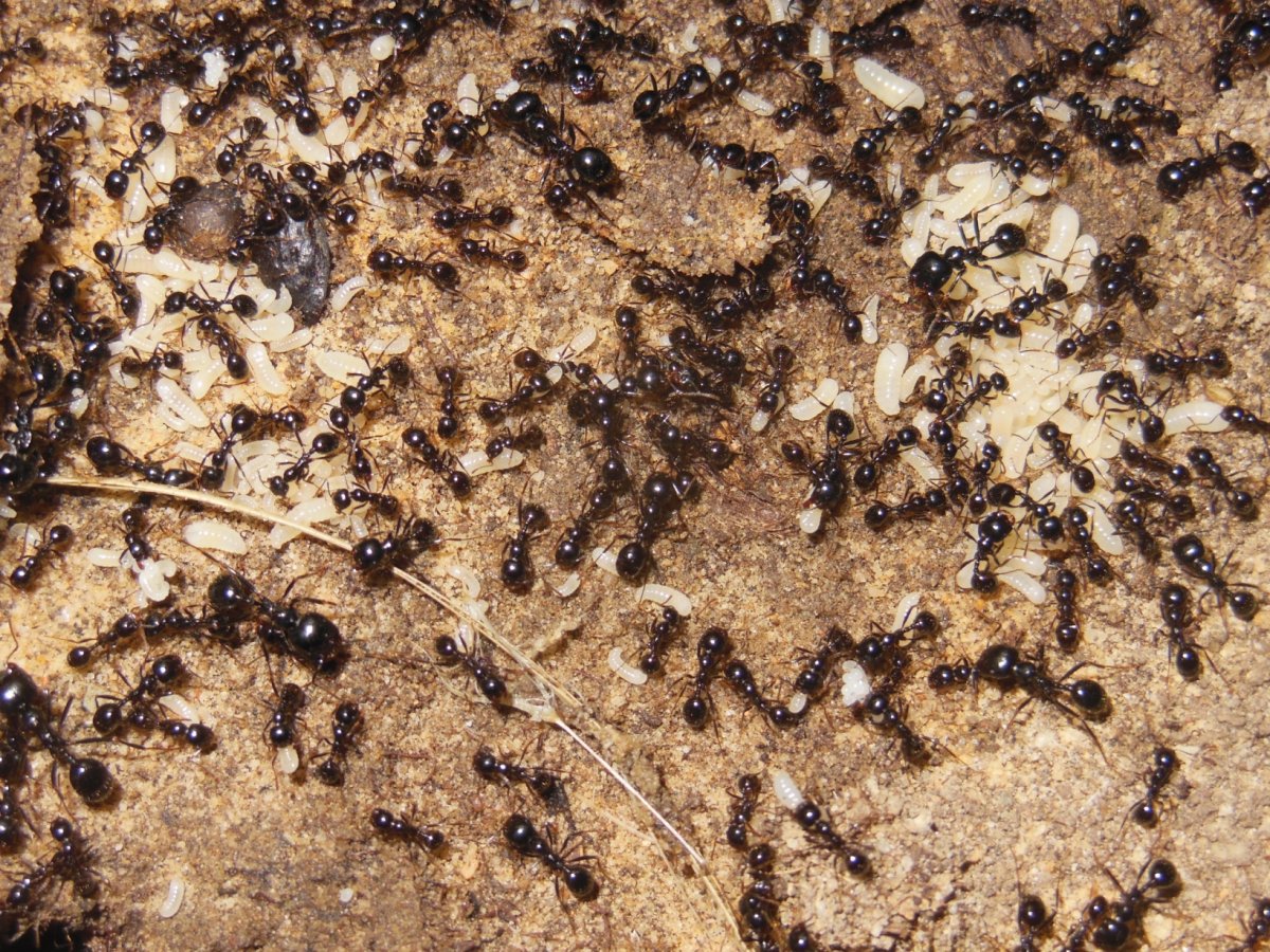 Messor capitatus солдат