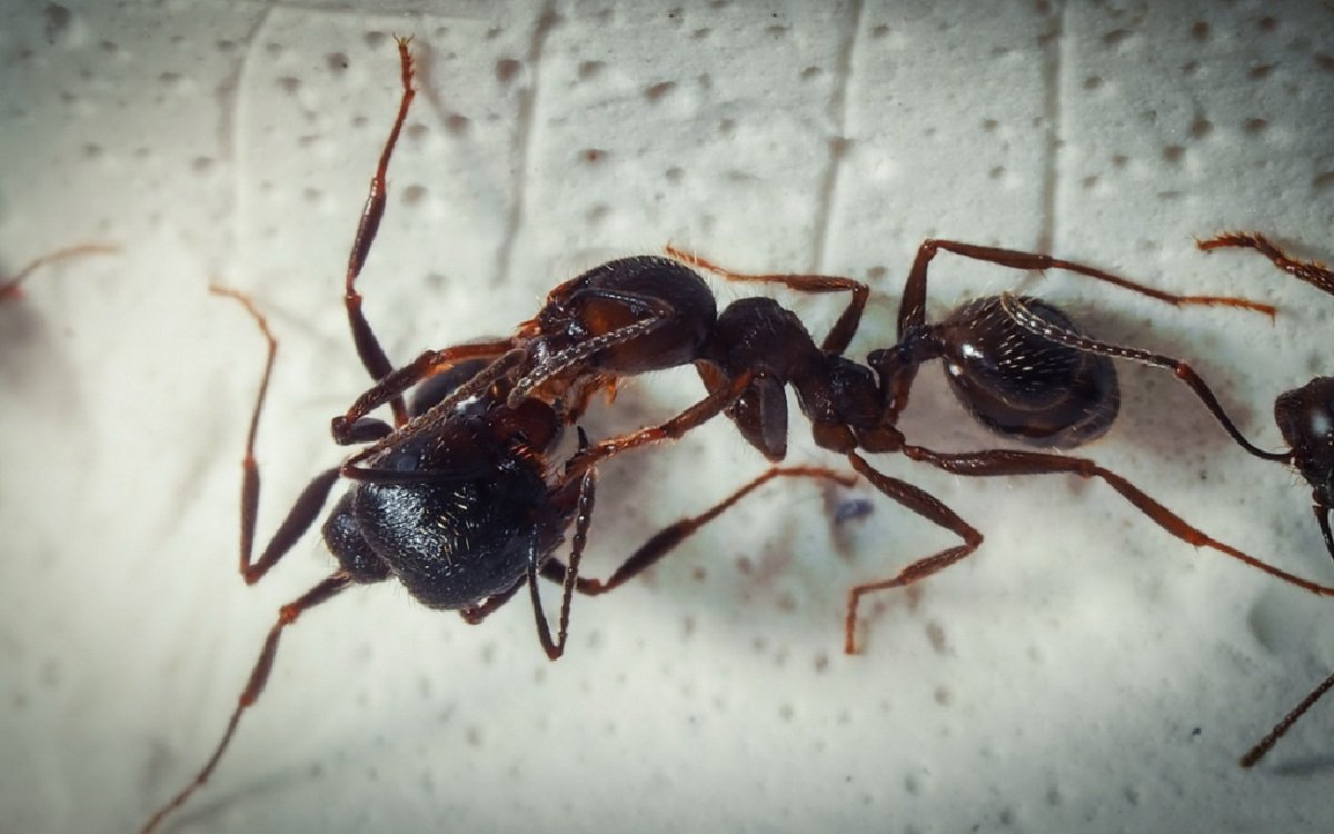 Кладбище муравьев в муравейнике