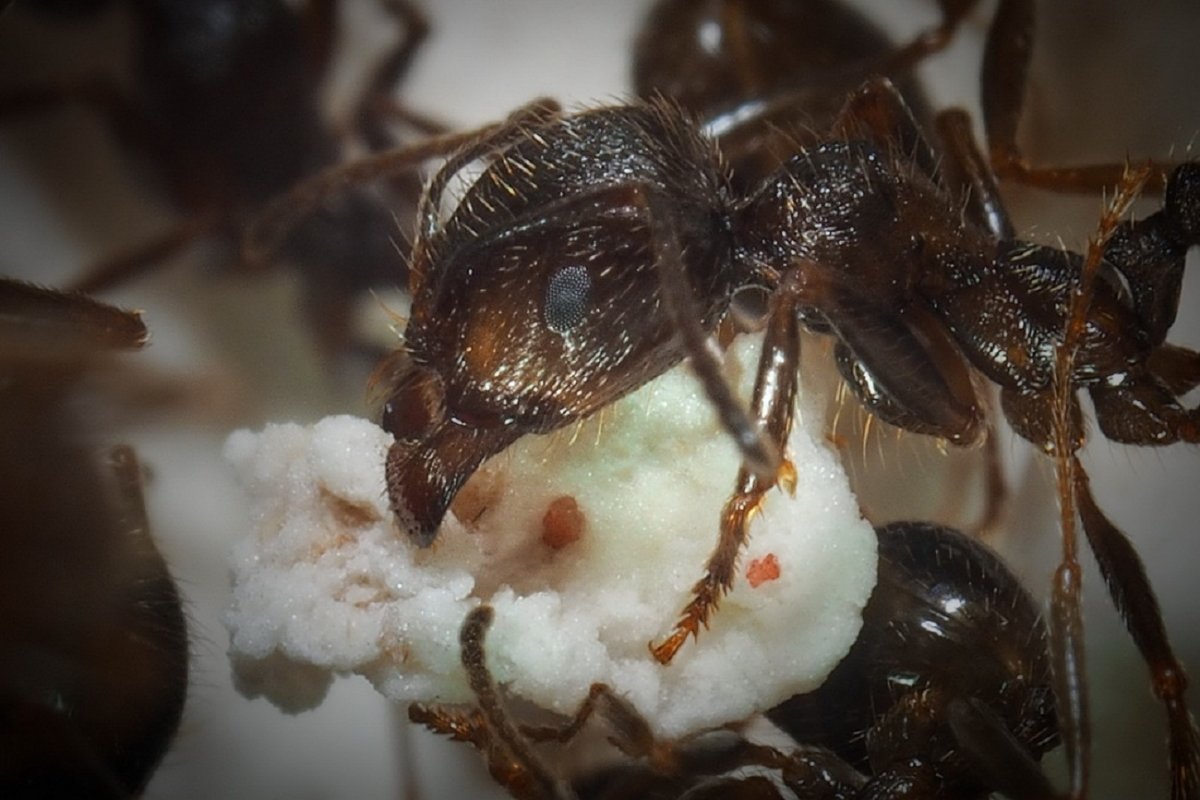 Муравьи жнецы Муравейник