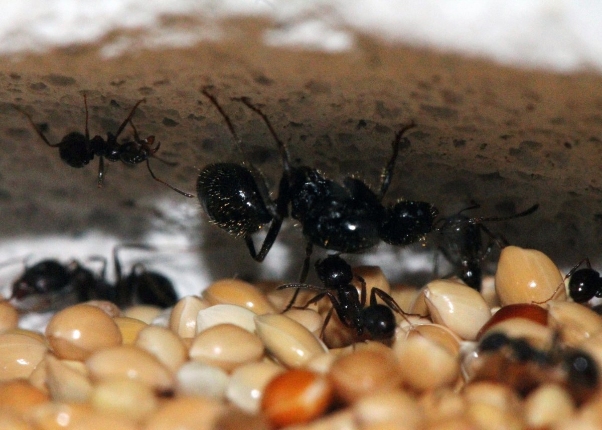 Messor muticus(structor)