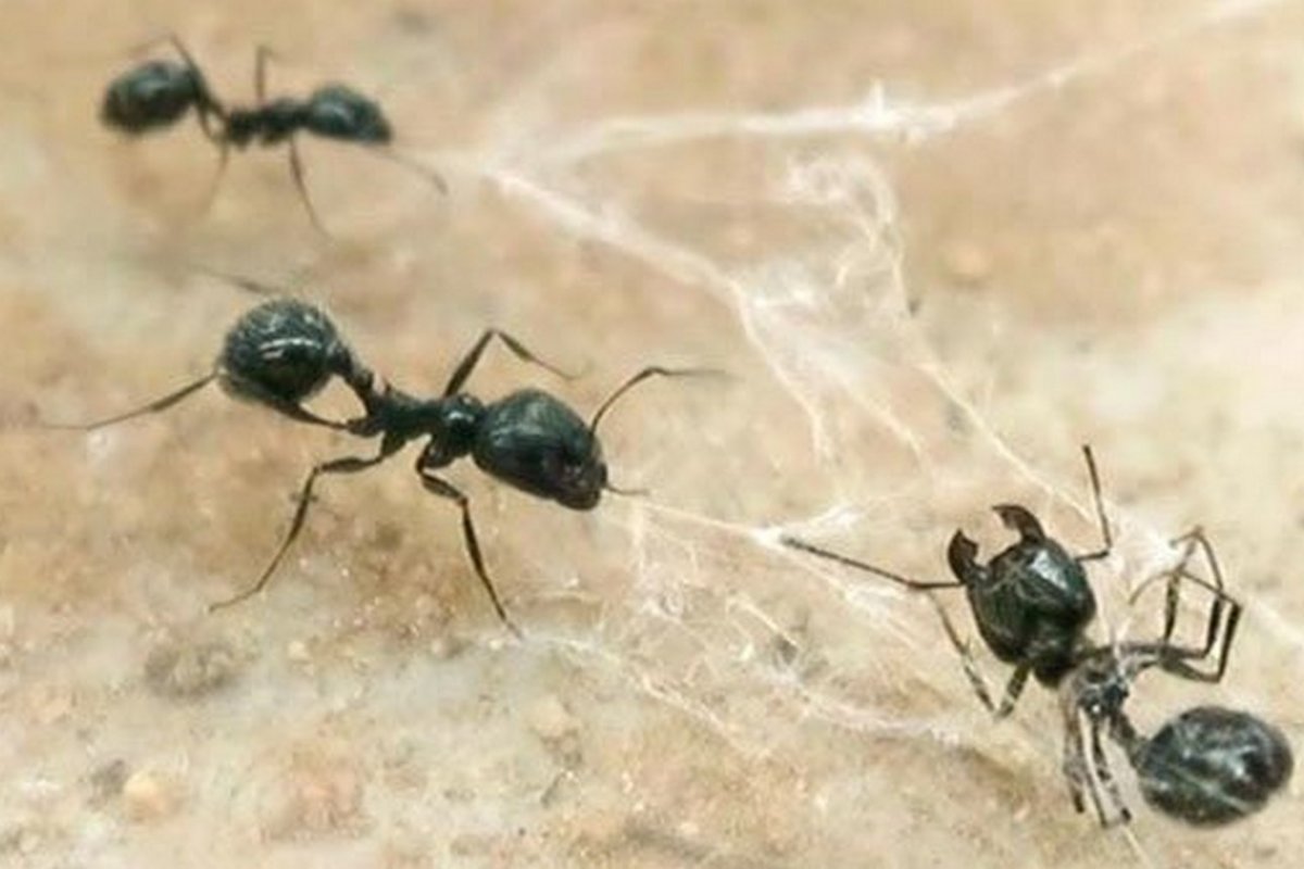 Муравьи жнецы паук