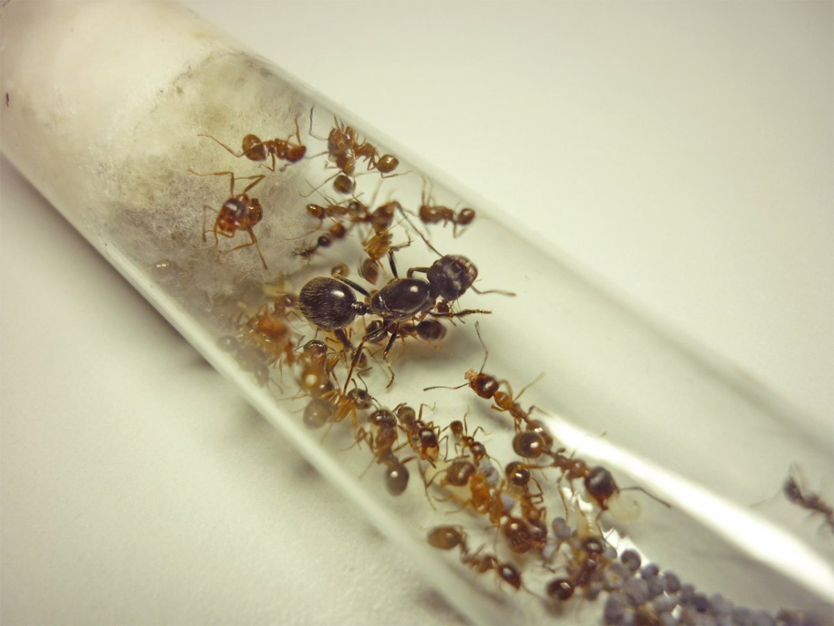 Messor structor муравьиная ферма