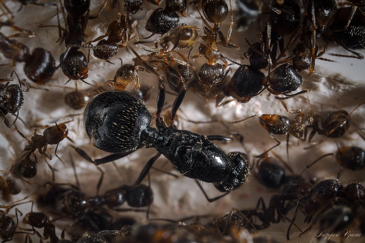 Гнездо Messor structor