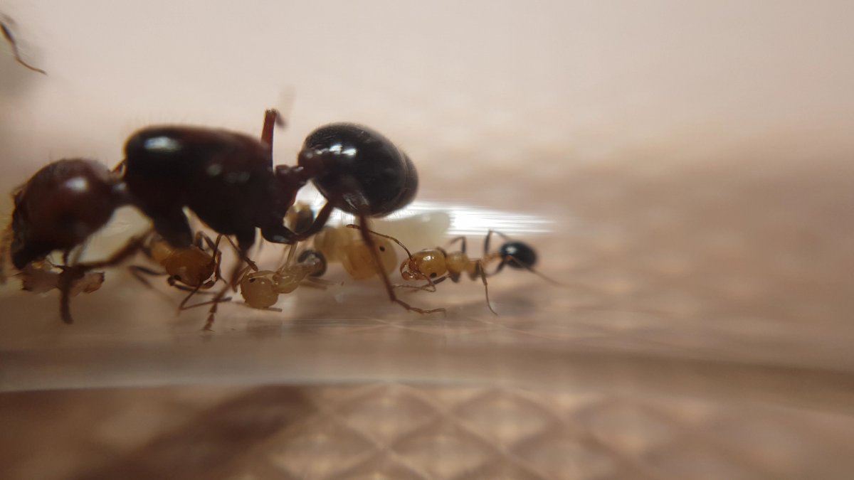 Матка степные жнецы Messor structor