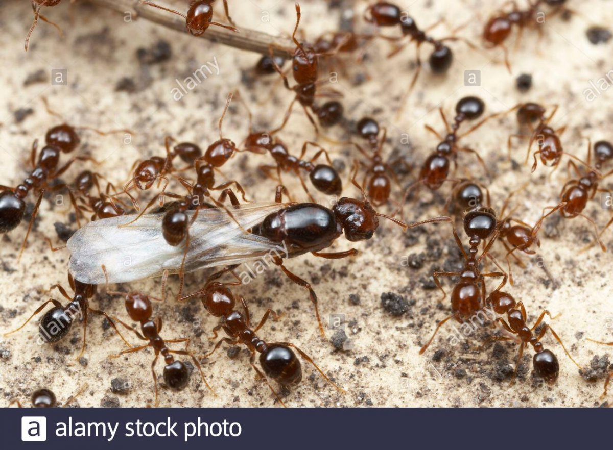 Муравьиные профессии