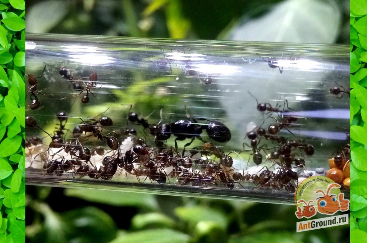 Messor structor муравьиная ферма